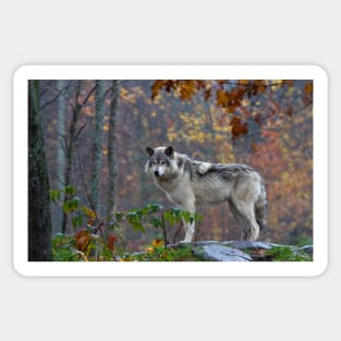 Timber Wolf Sticker